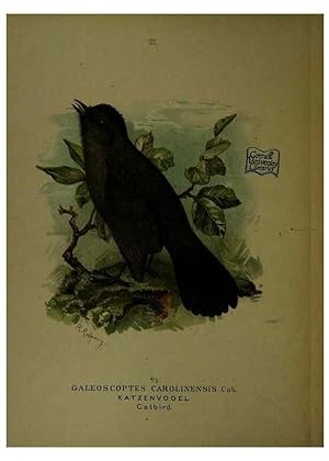 Immagine del venditore per Reproduccin/Reproduction 6916115145: Our native birds of song and beauty,. Milwaukee,G. Brumder,1893-96. venduto da EL BOLETIN