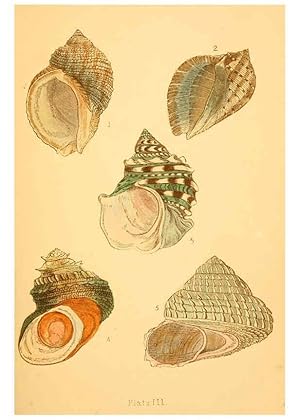 Immagine del venditore per Reproduccin/Reproduction 6461047397: Beautiful shells London :Groombridge and Sons,1856 venduto da EL BOLETIN