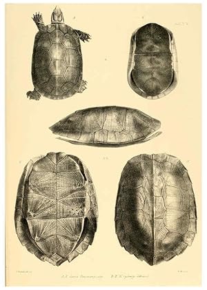 Image du vendeur pour Reproduccin/Reproduction 6459722593: The reptiles of British India London :Pub. for the Ray society by R. Hardwicke,1864 mis en vente par EL BOLETIN