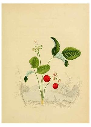 Seller image for Reproduccin/Reproduction 6984402303: American wild flowers in their native haunts. G.S. Appleton for sale by EL BOLETIN