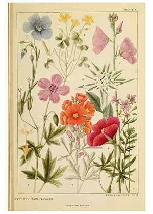 Seller image for Reproduccin/Reproduction 8221538844: Flowers of mountain and plain /. New York :H.W. Wilson Co.,1920. for sale by EL BOLETIN