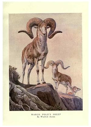 Seller image for Reproduccin/Reproduction 8116033199: The wild beasts of the world /. London :T. C. & E. C. Jack,[1909?] for sale by EL BOLETIN