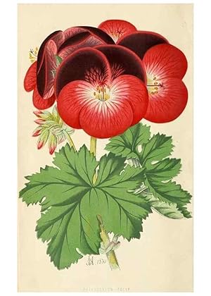 Image du vendeur pour Reproduccin/Reproduction 8166724392: The Floral world and garden guide. London,Groombridge and Sons,1858-1880. mis en vente par EL BOLETIN