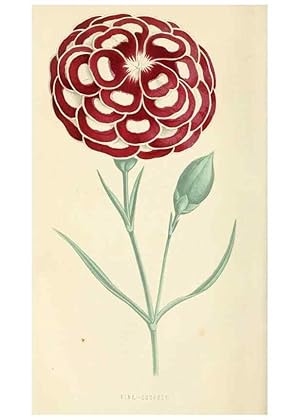 Image du vendeur pour Reproduccin/Reproduction 8166698423: The Floral world and garden guide. London,Groombridge and Sons,1858-1880. mis en vente par EL BOLETIN