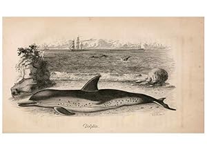 Seller image for Reproduccin/Reproduction 7029433389: American natural history. Philadelphia,H.C. Carey & I. Lea,1826-28 for sale by EL BOLETIN