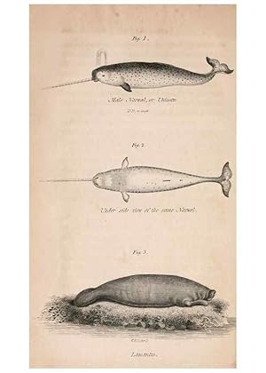 Seller image for Reproduccin/Reproduction 7029432647: American natural history. Philadelphia,H.C. Carey & I. Lea,1826-28 for sale by EL BOLETIN