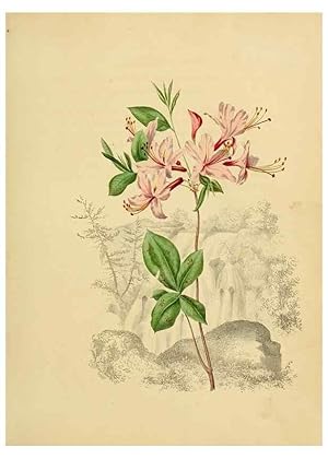Seller image for Reproduccin/Reproduction 6984397283: American wild flowers in their native haunts. G.S. Appleton for sale by EL BOLETIN