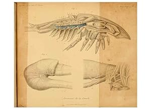 Seller image for Reproduccin/Reproduction 7362370526: Recherches sur lanatomie des Limules/. Paris,1873 for sale by EL BOLETIN