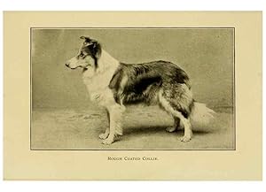 Seller image for Reproduccin/Reproduction 7105917731: The dog in health, accident, and disease,. Philadelphia,H. Altemus company[c1908] for sale by EL BOLETIN