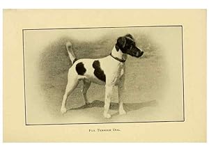 Seller image for Reproduccin/Reproduction 7105919351: The dog in health, accident, and disease,. Philadelphia,H. Altemus company[c1908] for sale by EL BOLETIN