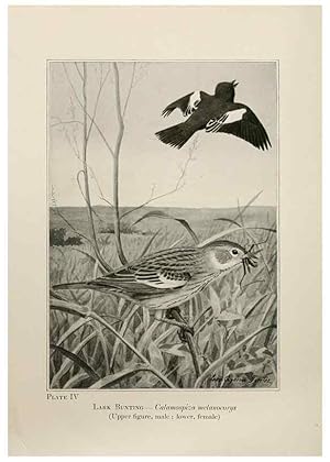 Seller image for Reproduccin/Reproduction 7250820820: Birds of the Rockies,. Chicago,A. C. McClurg and co.,1902. for sale by EL BOLETIN
