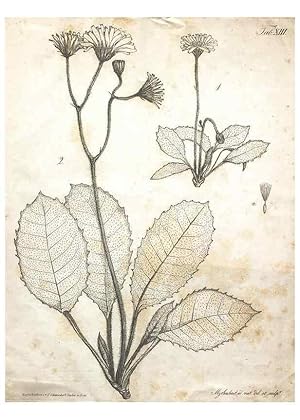 Bild des Verkufers fr Reproduccin/Reproduction 7216348656: Flora Azorica :. Bonnae :Apud A. Marcum,1844. zum Verkauf von EL BOLETIN