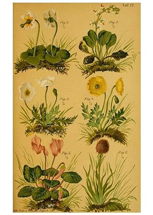 Imagen del vendedor de Reproduccin/Reproduction 6358103899: Taschenflora des Alpen-Wanderers Zrich :A. Raustein,[1899?] a la venta por EL BOLETIN