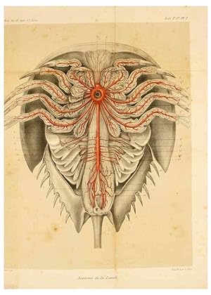 Seller image for Reproduccin/Reproduction 7177143099: Recherches sur lanatomie des Limules/. Paris,1873 for sale by EL BOLETIN