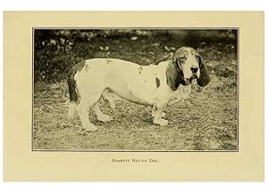 Seller image for Reproduccin/Reproduction 7105915537: The dog in health, accident, and disease,. Philadelphia,H. Altemus company[c1908] for sale by EL BOLETIN