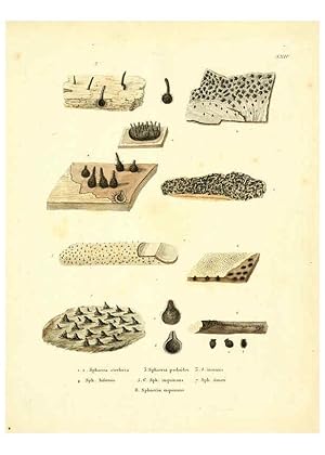 Seller image for Reproduccin/Reproduction 6283599127: Icones pictae specierum rariorum fungorum in synopsi methodica descriptarum Paris,Amand Koenig,1803-1808 for sale by EL BOLETIN