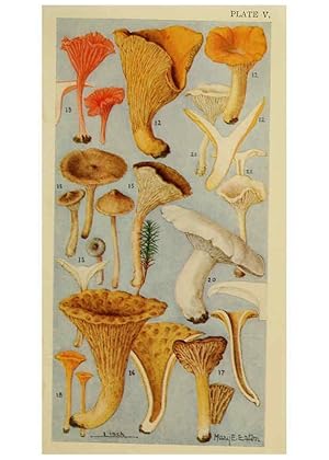 Seller image for Reproduccin/Reproduction 6263738182: Field book of common gilled mushrooms New York :G.P. Putnams Sons,1928 for sale by EL BOLETIN