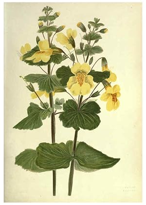 Immagine del venditore per Reproduccin/Reproduction 6308518815: Wild flowers of the Pacific coast New York :Cassell & company, limited,[c1887] venduto da EL BOLETIN