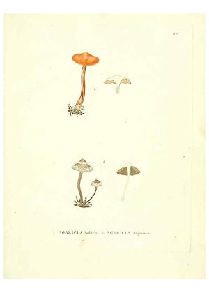 Seller image for Reproduccin/Reproduction 6284114312: Icones pictae specierum rariorum fungorum in synopsi methodica descriptarum Paris,Amand Koenig,1803-1808 for sale by EL BOLETIN