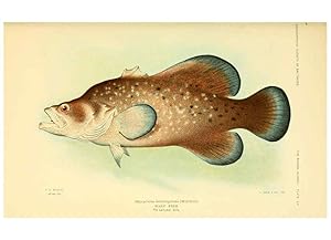 Seller image for Reproduccin/Reproduction 6124139183: Fishes of the Bahama Islands Baltimore :The Geographical Society of Baltimore,1905 for sale by EL BOLETIN