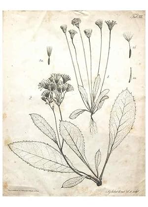 Image du vendeur pour Reproduccin/Reproduction 7216347234: Flora Azorica :. Bonnae :Apud A. Marcum,1844. mis en vente par EL BOLETIN