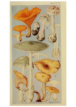 Seller image for Reproducción/Reproduction 6263737954: Field book of common gilled mushrooms New York :G.P. Putnam´s Sons,1928 for sale by EL BOLETIN