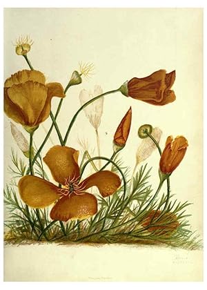 Seller image for Reproduccin/Reproduction 6309033738: Wild flowers of the Pacific coast New York :Cassell & company, limited,[c1887] for sale by EL BOLETIN