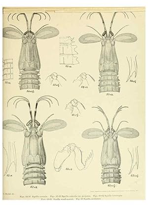 Bild des Verkufers fr Reproduccin/Reproduction 6243837298: An account of the Crustacea Stomatopoda of the Indo-Pacific region Calcutta,1913 zum Verkauf von EL BOLETIN