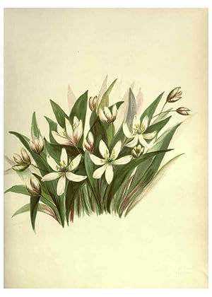 Bild des Verkufers fr Reproduccin/Reproduction 6309039940: Wild flowers of the Pacific coast New York :Cassell & company, limited,[c1887] zum Verkauf von EL BOLETIN