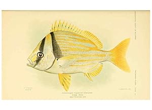 Seller image for Reproduccin/Reproduction 6124681204: Fishes of the Bahama Islands Baltimore :The Geographical Society of Baltimore,1905 for sale by EL BOLETIN