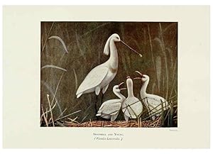 Bild des Verkufers fr Reproduccin/Reproduction 6127323738: Pictures of bird life London :S. H. Bousfield,1903 zum Verkauf von EL BOLETIN