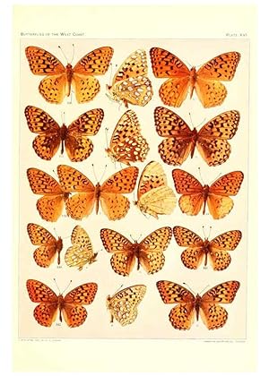 Immagine del venditore per Reproduccin/Reproduction 6233847471: The butterflies of the West Coast of the United States San Bernardino, Calif. :Wright,1906, c1905 venduto da EL BOLETIN