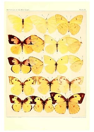 Immagine del venditore per Reproduccin/Reproduction 6233845567: The butterflies of the West Coast of the United States San Bernardino, Calif. :Wright,1906, c1905 venduto da EL BOLETIN