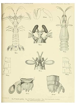 Image du vendeur pour Reproduccin/Reproduction 6243321419: An account of the Crustacea Stomatopoda of the Indo-Pacific region Calcutta,1913 mis en vente par EL BOLETIN