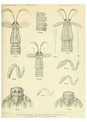 Bild des Verkufers fr Reproduccin/Reproduction 6243837120: An account of the Crustacea Stomatopoda of the Indo-Pacific region Calcutta,1913 zum Verkauf von EL BOLETIN