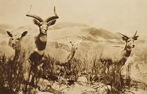 Bild des Verkufers fr Mountain Nyala (Tragelaphus buxtoni) Postcard zum Verkauf von Mowrey Books and Ephemera