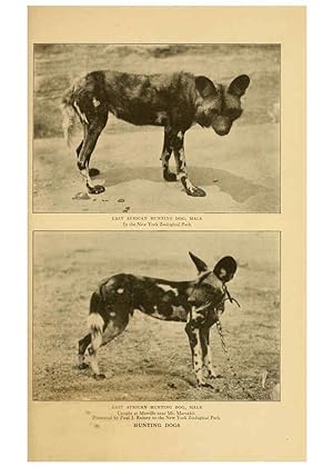 Seller image for Reproduccin/Reproduction 6254334007: Life-histories of African game animals New York,C. Scribners Sons,1914 for sale by EL BOLETIN