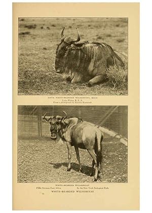 Seller image for Reproduccin/Reproduction 6254340293: Life-histories of African game animals New York,C. Scribners Sons,1914 for sale by EL BOLETIN