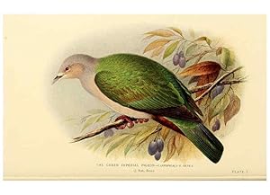 Image du vendeur pour Reproduccin/Reproduction 6197894986: Indian pigeons and doves London,Witherby & Co.,1913 mis en vente par EL BOLETIN