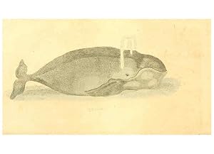 Seller image for Reproduccin/Reproduction 6198146756: A natural history of birds, fishes, reptiles, and insects Philadelphia :Grigg & Elliot,1845 for sale by EL BOLETIN