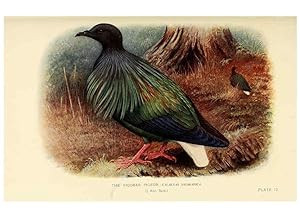 Bild des Verkufers fr Reproduccin/Reproduction 6197895670: Indian pigeons and doves London,Witherby & Co.,1913 zum Verkauf von EL BOLETIN