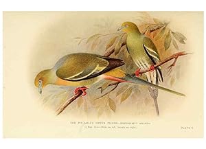Bild des Verkufers fr Reproduccin/Reproduction 6197375155: Indian pigeons and doves London,Witherby & Co.,1913 zum Verkauf von EL BOLETIN
