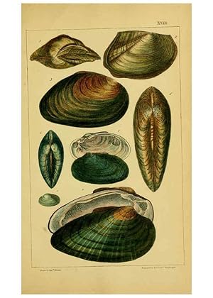 Seller image for Reproduccin/Reproduction 6052953738: Illustrations of the land and fresh water conchology of Great Britain and Ireland London,Smith, Elder, and co.; [etc., etc.]1845 for sale by EL BOLETIN
