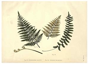 Image du vendeur pour Reproduccin/Reproduction 6025230927: Album of Indian ferns London :W. Day, 1887 mis en vente par EL BOLETIN