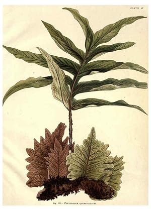 Image du vendeur pour Reproduccin/Reproduction 6025785800: Album of Indian ferns London :W. Day, 1887 mis en vente par EL BOLETIN