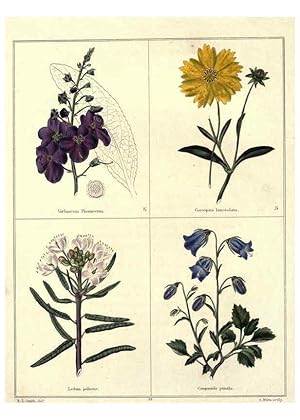Image du vendeur pour Reproduccin/Reproduction 6028486495: The botanic garden London :Simpkin & Marshall,1825- mis en vente par EL BOLETIN
