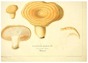 Seller image for Reproduccin/Reproduction 6029058434: Les champignons comestibles du Canton de Neucha^tel Neucha^tel :Socie?te? neuchateloise dutilite? publique,1861-1869 for sale by EL BOLETIN