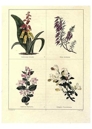 Image du vendeur pour Reproduccin/Reproduction 6029038694: The botanic garden London :Simpkin & Marshall,1825- mis en vente par EL BOLETIN