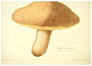 Seller image for Reproduccin/Reproduction 6028506465: Les champignons comestibles du Canton de Neucha^tel Neucha^tel :Socie?te? neuchateloise dutilite? publique,1861-1869 for sale by EL BOLETIN