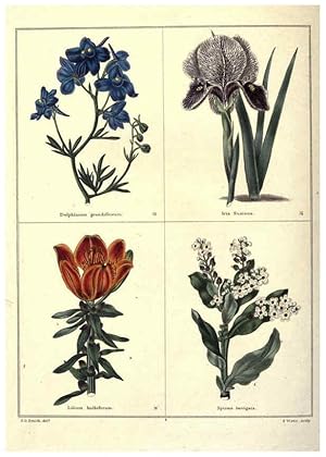 Image du vendeur pour Reproduccin/Reproduction 6028485951: The botanic garden London :Simpkin & Marshall,1825- mis en vente par EL BOLETIN